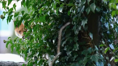 A small fox peeking through the leafs of a bush