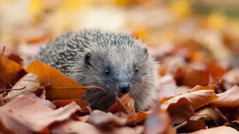 A hedgehog stands in a pile of autumn leaves which have fallen to the ground.