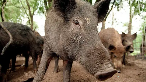 A wild pig looks at the camera. It has a long snout and dark brown fur. Other pigs stand behind it looking around the dirt. They are in a pen. 