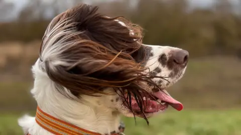 A dogs ears blow in the wind