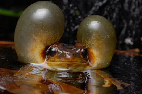 Vincent Premel / Wildlife Photographer of the Year A Surinam golden-eyed tree frog inflates its vocal sac, its translucent skin glowing in the damp night air. Raindrops glisten on leaves as it calls loudly for a mate.