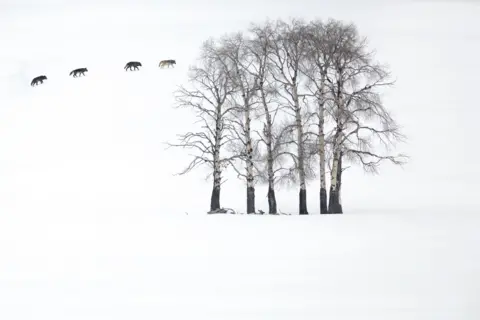 Devon Pradhuman / Wildlife Photographer of the Year A minimalist scene of four grey wolves moving through a snow-covered forest, their dark silhouettes contrasting with the pale aspens.

