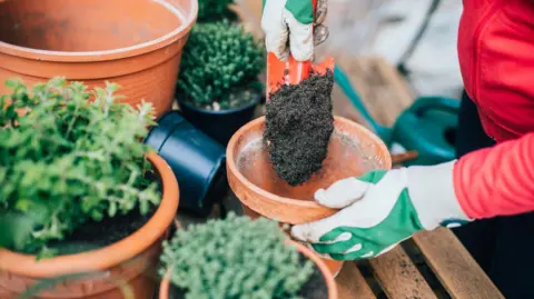 A person wearing gardening gloves fills a plant pot with compost