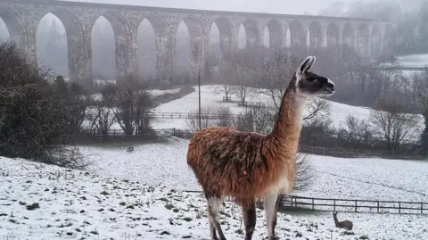 BBC Weather Watchers / aaron Two llamas in a snowy field with Cefn Viaduct behind