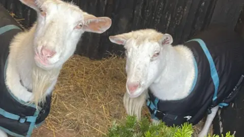 Two goats, wearing blue coats, and a Christmas tree