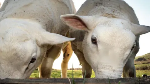 PA Media Two white sheep are eating out of a long trough. They are standing in a big field of green grass, with the sun shining in the horizon. 