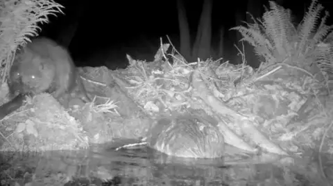 National Trust Two beavers photographed at night building a dam on the Holnicote Estate.