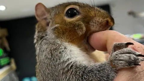 Hitchin Animal Rescue A grey squirrel is being held by a carer who is inspecting its mouth.