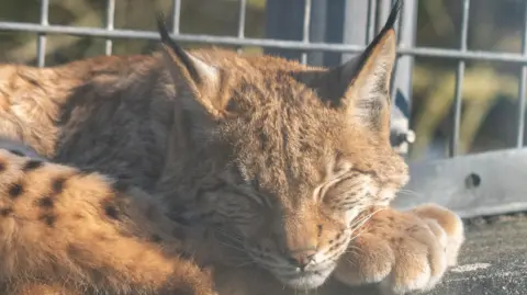 The lynx kitten pictured sleeping in the sun while lying in its enclosure.