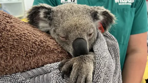 Tiffanie Turnbull/BBC A drowsy koala wrapped in a towel and held by a vet