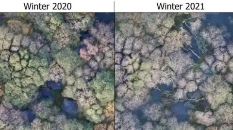 National Trust Two contrasting drone images, one taken in 2020 of the Holnicote land before the trial and one taken a year later where the Beavers have created more wetland space by clearing woodland.