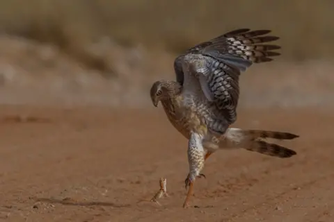 Willie Burger van Schalkwyk / Wildlife Photographer of the Year A giant ground gecko faces off against a towering pale chanting goshawk. Its mouth gapes open as if in defiance, though the raptor’s sharp gaze remains fixed on its tiny opponent.