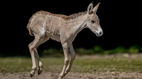 Chester Zoo  Jasper, the onager foal running around his habitat at Chester Zoo 