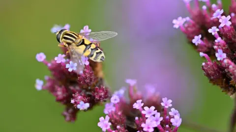 Steve Franklin/PA A closeup of a yellow and black hoverfly sitting on a pink flower