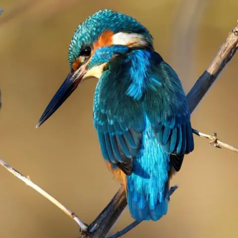 Tom Kelly The kingfisher is blue and orange. It is sitting on a branch looking downwards.