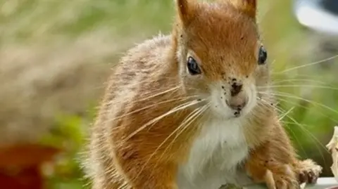 Red squirrel.