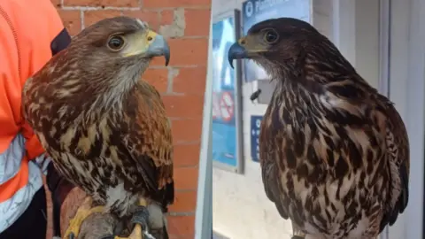 Northern Trains An image of two Harris hawks. The birds are brown in colour with yellow and black beaks. 