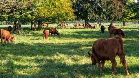 Getty Images Brown cattle grazing under trees in the Cotswolds