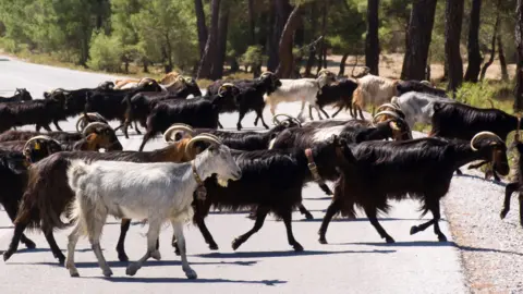 Universal Images Group via Getty Images Goats in Greece. File photo