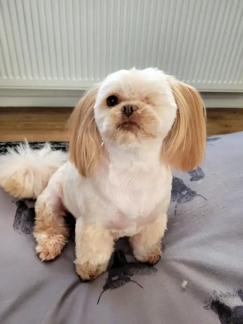 Lauraine Maddox Small, white dog with long, fluffy ears, and with her right eye missing.