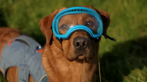 BBC A brown Labrador called Woody looks to camera in a field. He is wearing a grey harness and a set of blue goggles