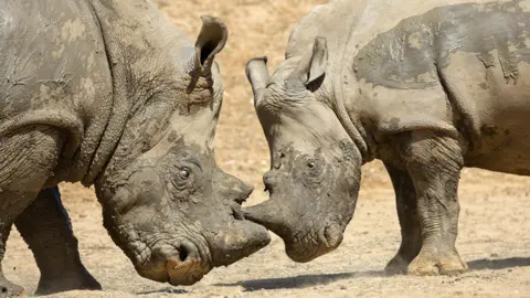 Libby Page Photography Two muddy rhinos standing opposite each other covered in mud. The one on the right is smaller than the one on the left.