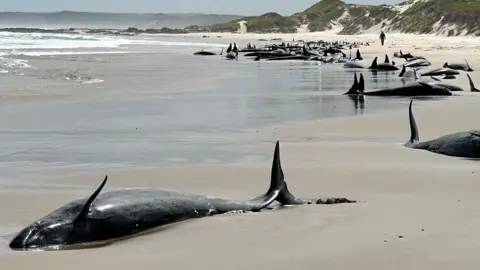 Tasmania Department of Environment Whales stranded on a Tasmania beach