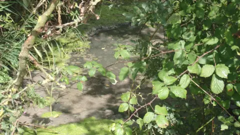 Environment Agency A river is seen with sewage floating in it, through brambles and undergrowth