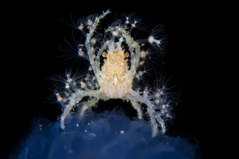 Noam Kortler / Wildlife Photographer of the Year A decorator crab clings to a sea squirt, collecting plankton with its delicate, spindly legs. Tiny hydroids cover its body, offering both camouflage and protection.