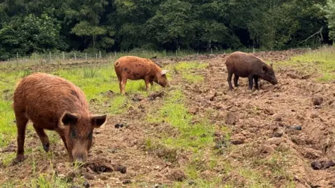 3 Ironage pigs snuffle along the ground of a grass and mud field. They are reddish brown. There is a wood behind them.