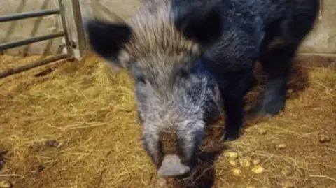 Police Scotland The boar is in a pen with straw on the floor. The animal is facing the camera.