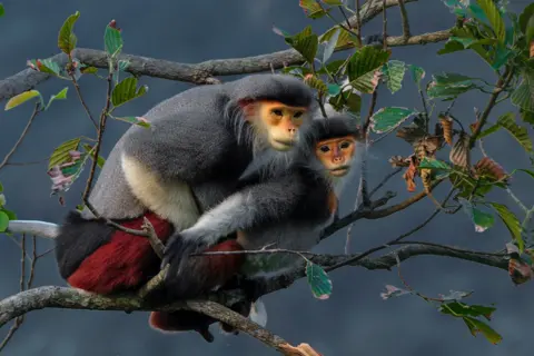 Ivan Ivanek / Wildlife Photographer of the Year Two red-shanked douc langurs sit closely together on a tree branch, their vibrant red legs and white beards striking against the green foliage. 