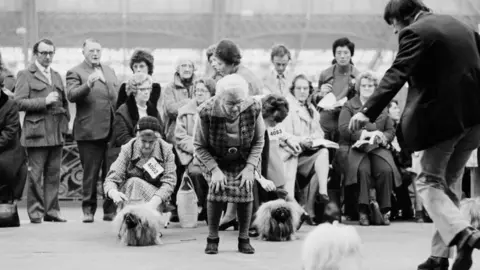 Getty Images A group of men and women are watching dogs standing on concrete ground. Some men and women are wearing paper cards with numbers printed on them around their necks.