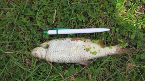 Environment Agency A dead roach lies on the river bank in Wiltshire, one of 2,100 fish found to have died after the pollution incident. It is lying on the grass and a pen has been placed next to it to show the scale. The pen is about two thirds the length of the fish